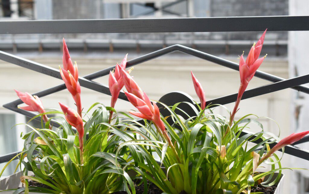 plants on windows scaled