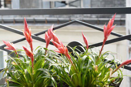plants on windows scaled