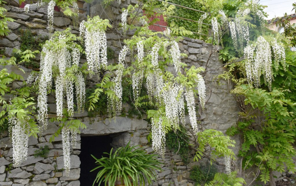 wisteria in bloom scaled