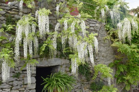 wisteria in bloom scaled